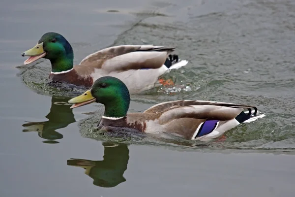 İki Drake gölde yüzüyor. Mallard, ya da Wild Duck (Anas platyrhynchos).