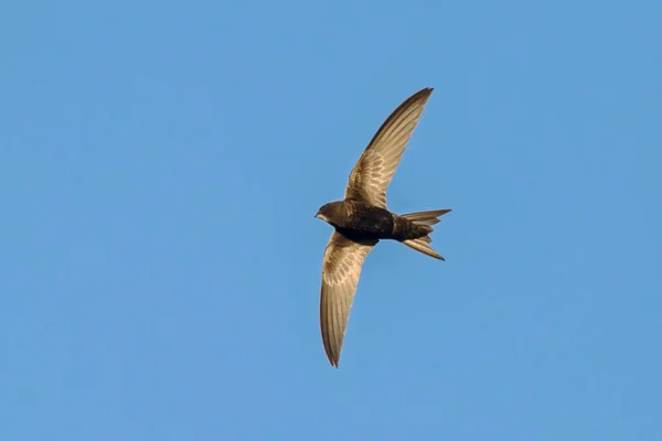 Black Swift Flying Blue Sky Common Swift Apus Apus — Stock Photo, Image