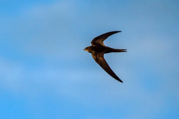 Negro Veloz Volando Cielo Azul Frecuentes Swift Apus Apus — Foto de Stock