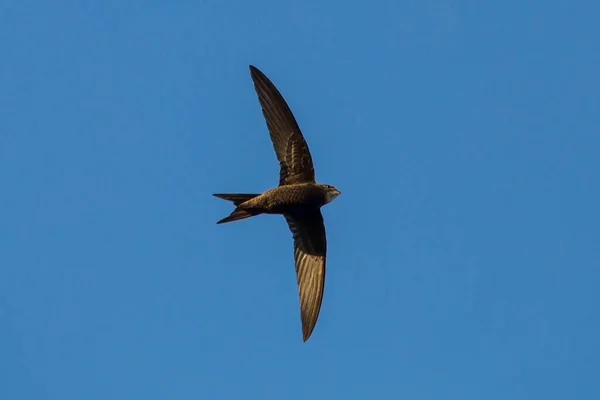 Schwarzer Mauersegler Blauen Himmel Mauersegler Apus Apus — Stockfoto