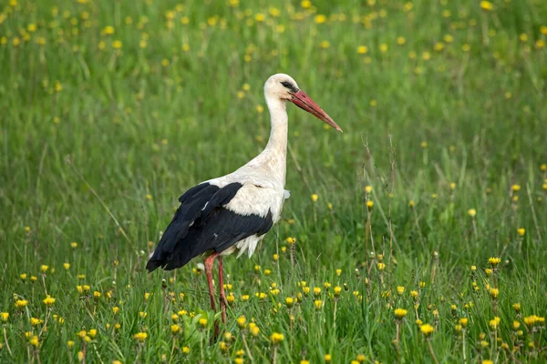 White Stork Walking Green Field Close White Stork Ciconia Ciconia — Stock Photo, Image