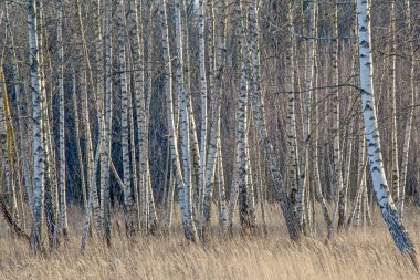 Huş ağacının ormanında bahar. Doğu Litvanya 'daki doğal bataklık manzarası.