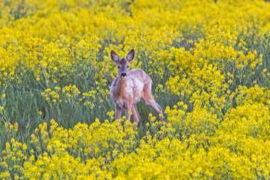 Tarladaki genç geyiklerin yakın çekimi. Roe geyiği (Capreolus capreolus), erkek..