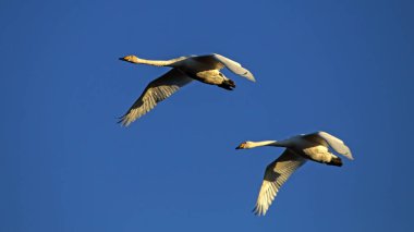 Mavi gökyüzünde uçan iki vahşi kuğu. Whooper kuğu veya yaygın kuğu (Cygnus cygnus).
