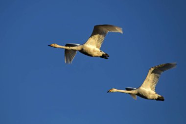 Mavi gökyüzünde uçan iki vahşi kuğu. Whooper kuğu veya yaygın kuğu (Cygnus cygnus).