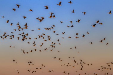 A flock of geese flying on the spring sky. Greater white-fronted goose (Anser albifrons) and Taiga bean goose (Anser fabalis).