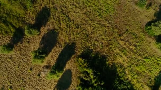 Schieten uit de helikopter heuvelachtig gebied vallende groene gras bomen en struiken, vliegen over de weide — Stockvideo