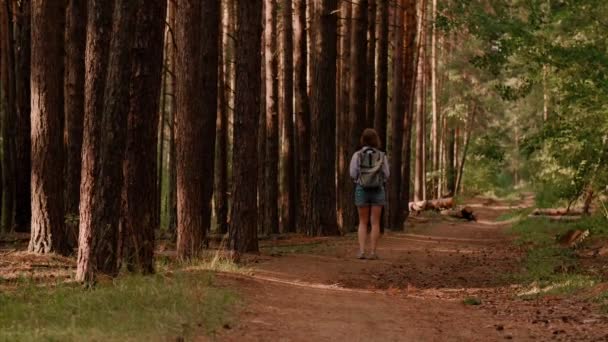 Casual hipster woman wearing backpack walking in summer forest path surrounded by tall trees — Stock Video