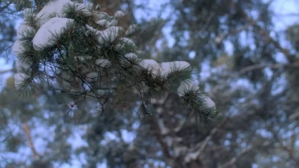 Close-up branch of pine or fir with needles covered with snow swaying in wind slow motion — Stock Video