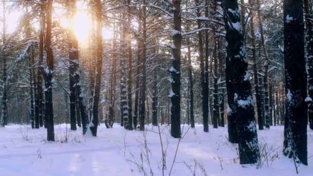 Superbes paysages naturels hivernaux couverts de neige entourés de flocons de neige au coucher du soleil jaune — Video