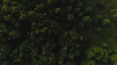 En iyi görünüm güzel yeşil yüksek yoğun ağaçlar şaşırtıcı çim sahası tarafından çevrili.