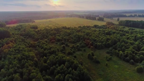 Disparos desde helicóptero maravilloso campo verde y árboles altos al atardecer hermoso paisaje — Vídeos de Stock