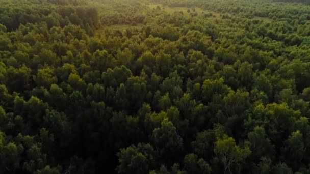 Стрілянина з вертольота дивовижний зелений ліс з високими пухнастими деревами в оточенні сонячного світла — стокове відео