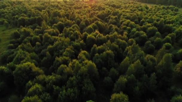 令人惊叹的绿色夏季森林被阳光和耀眼的空中拍摄所包围 — 图库视频影像