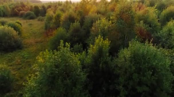 空中升起, 美丽的自然风光, 绿色和黄色的森林被阳光包围 — 图库视频影像