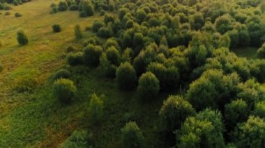 Yüksek ağaçları reklam alanları, ileri hava atış sinematik orman yatay hareket Üstten Görünüm