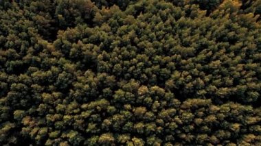 Havadan ateş. Yeşil, sarı ve kırmızı ağaçlarile muhteşem kalın sonbahar ormanı üst görünümü.