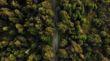 Yoğun orman arasında düz yüksek hızlı yolda yukarıdan görünümü. Noktalı işaretlerile yolda trafik