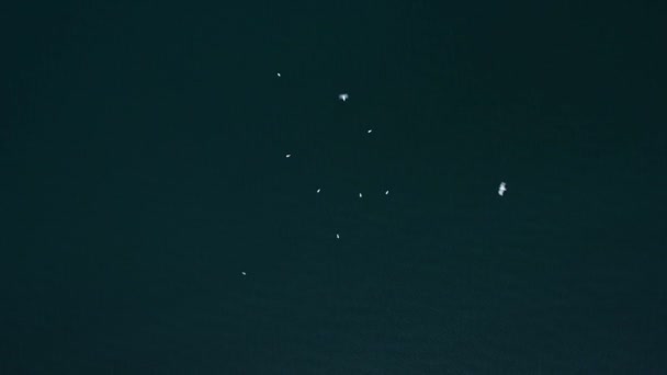 Vue de dessus du troupeau d'oiseaux au-dessus de la mer ou de l'océan tir statique. Mouettes blanches circulant au-dessus de la surface de l'étang 