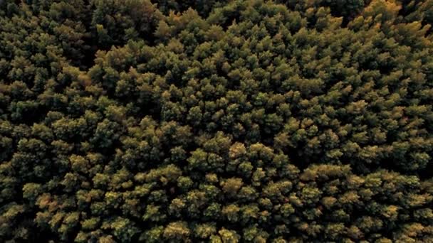 空中ショット。緑、黄、赤の木々と壮大な厚い秋の森のトップビュー. — ストック動画