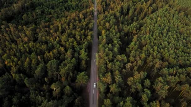 空中ショット。壮大な厚い秋の森。車は郊外のアスファルト高速高速道路に沿って移動します — ストック動画