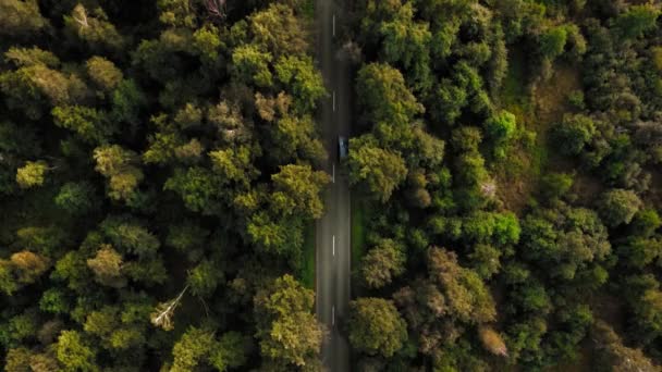 Δείτε από πάνω σε επίπεδη υψηλής ταχύτητας δρόμο ανάμεσα σε πυκνό δάσος. Κίνηση στο δρόμο με διακεκομμένες σημάνσεις — Αρχείο Βίντεο