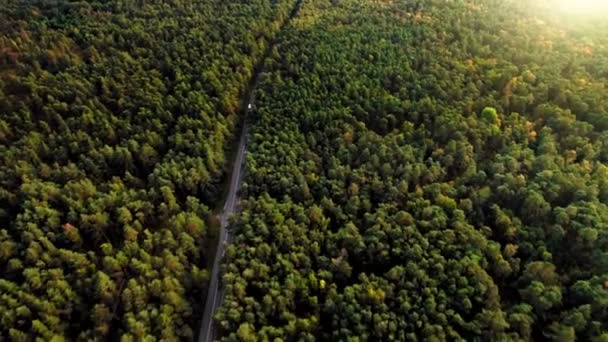 Flight over thick autumn forest on sunny day. Car traveling on suburban asphalted road. Aerial shot — Stock Video