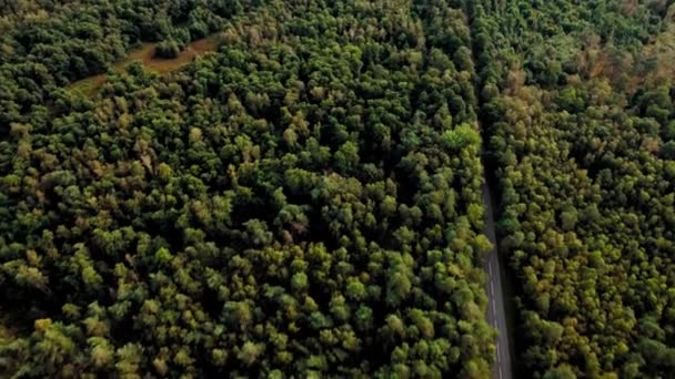Légi lövés repülés során gyönyörű vastag őszi zöld és sárga erdőben. Út az erdő közepén — Stock videók