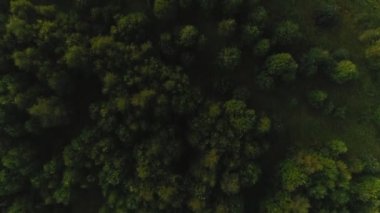 En iyi görünüm güzel yeşil yüksek yoğun ağaçlar şaşırtıcı çim sahası tarafından çevrili.