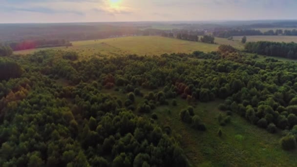 Disparos desde helicóptero maravilloso campo verde y árboles altos al atardecer hermoso paisaje — Vídeos de Stock