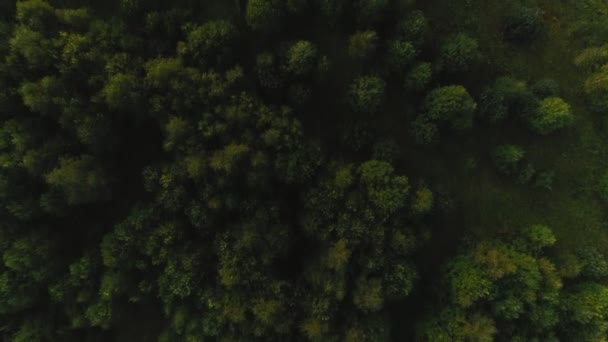 Vista dall'alto bellissimi alberi verdi alti e densi circondati da un campo di erba incredibile — Video Stock