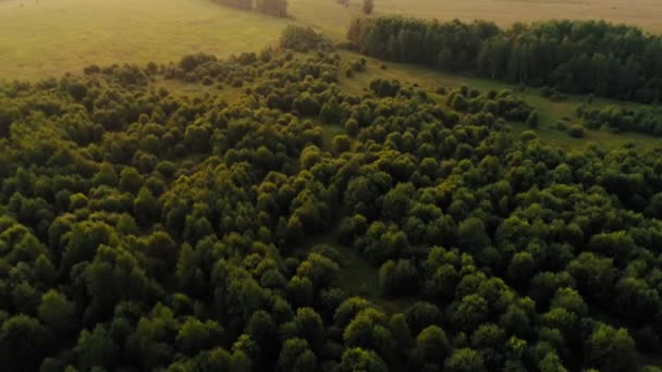 Omgekeerde luchtfoto schot prachtig groene dichte bos met pluizige bomen — Stockvideo