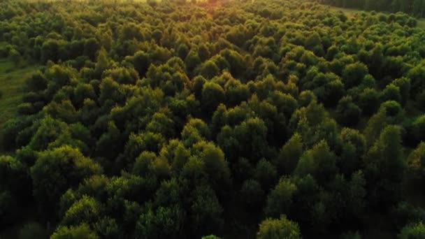 Дивовижний зелений літній ліс в оточенні сонячного світла і відблиск повітряний постріл — стокове відео
