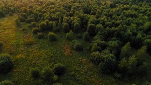 Invertir tiro aéreo increíble bosque verde al atardecer grandes árboles altos disparando desde el helicóptero — Vídeos de Stock