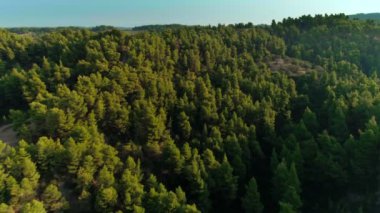 Yunanistan'da çekilen yüksek kabarık yeşil ağaçlar ile helikopter güzel doğal orman parkı çekim