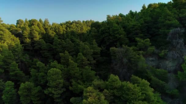 ギリシャの日没時の日差しに囲まれた美しいふわふわのトップグリーンの木々の空中ショット — ストック動画