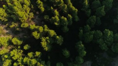 Gün batımında güzel yüksek yeşil ağaçlar manzara Yunanistan'da inanılmaz doğal orman parkı vurdu