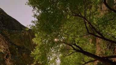 Tilt kadar Pov uzun yeşil ağaçlar ve parlak sarı güneş ile yaz orman parkı yürüyüş vurdu