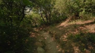 Pov güzel doğa manzara zevk yolda yaz orman parkında yürüyen birini vurdu