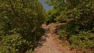 Pov yavaş yavaş yeşil yoğun ağaçlar ve sarı parlak güneş ışığı ile çevrili taş yolda yürürken vurdu