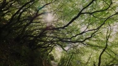 Pov yavaş yavaş yoğun yeşil ağaçlar gövde altında yaz orman parkı düşük açı yürüyüş altında hareket vurdu