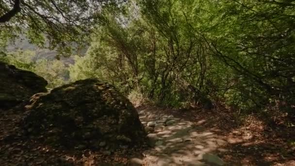 POV movimiento de tiro en el camino del parque forestal caminando entre árboles altos verdes en terreno montañoso — Vídeo de stock