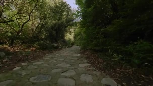 ポブは、高い緑の木の間の空の夏の森林公園で石道を歩いている誰かを撃った — ストック動画