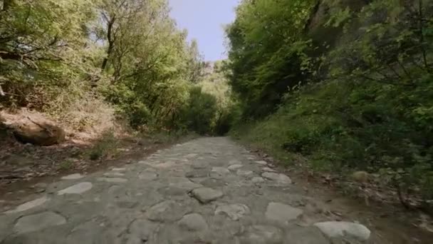 POV girato in movimento sulla strada di pietra campagna vuota tra alti alberi verdi densi godendo il paesaggio — Video Stock