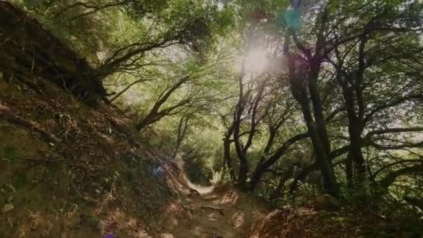 POV disparo caminando en el bosque de matorral en el camino pequeño entre los árboles verdes altos amarillo brillante sol brillante — Vídeos de Stock