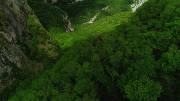 Aerial shot amazing natural wildness forest park flying over beautiful tops of green dense trees — Stock Video