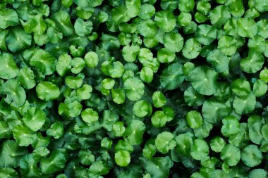 Üstüste dizili yeşil yapraklar, gölgeler...