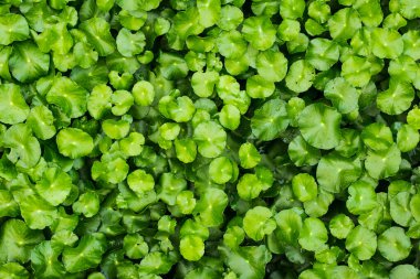 Üstüste dizili yeşil yapraklar, gölgeler...