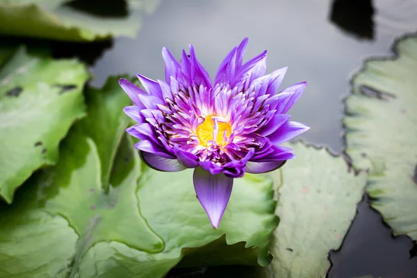 Colourful lotus top view in pond and leaf