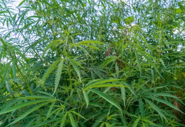 Kenevir yaprağı, tıbbi esrar. Yeşil tarlada arka ışıklandırmalı kenevir çiçekleri ve tohumlar. Marihuana yaprakları yükseliyor.